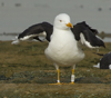 1cy fuscus in August, ringed in Finland. (81365 bytes)